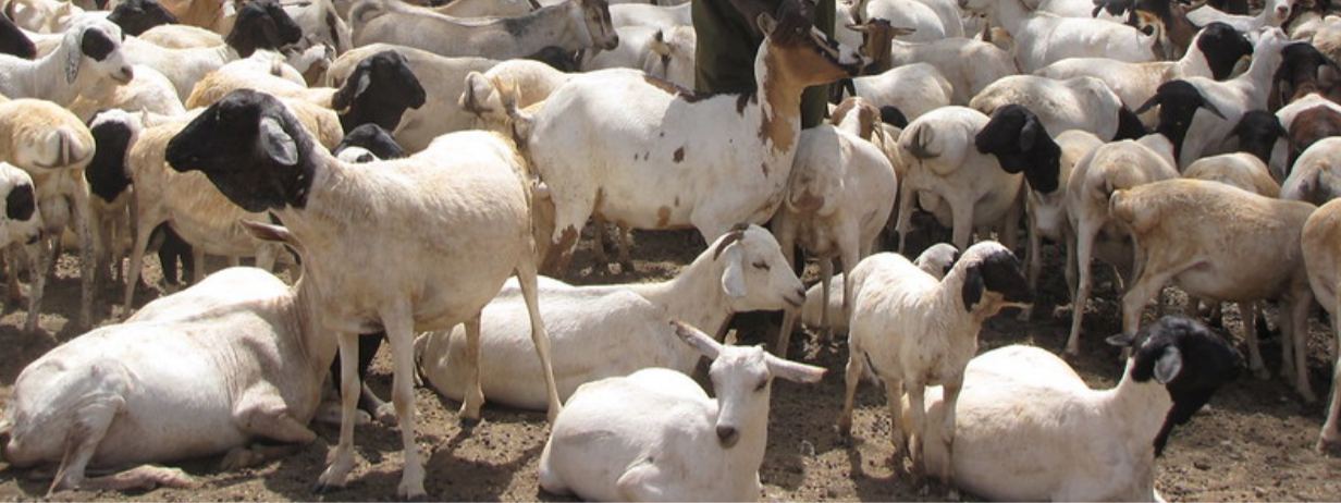 Tanzania Halal Meat Export: Slaughter Docs Before the Order