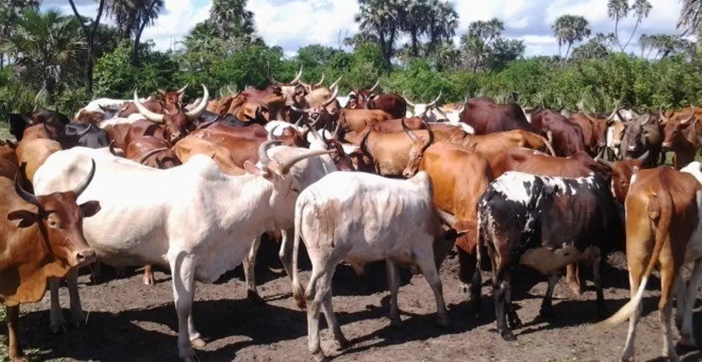 Tanzania Cattle Supply: Veterinary and Export Checks First