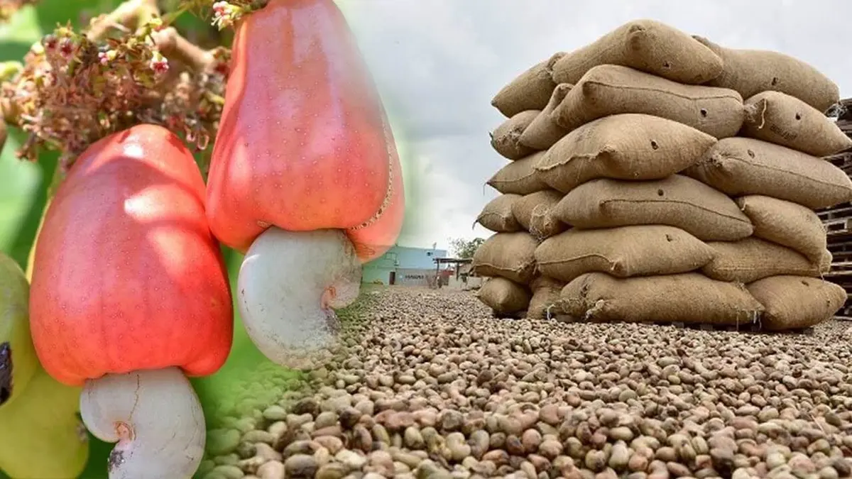Tanzania Cashew 2026: Crop, Processing and Export Licences